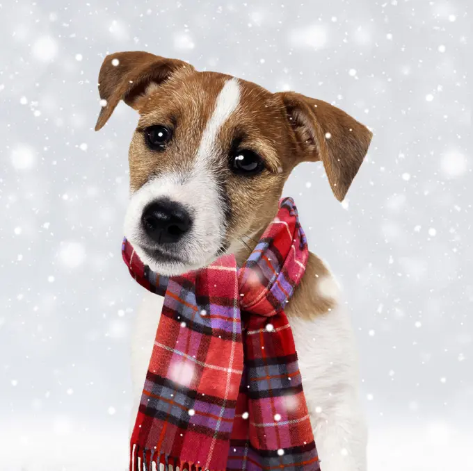 Dog - Jack Russell Terrier Puppy wearing Christmas scarf in winter snow     Date:   - dogs