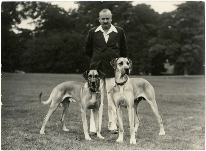 Man with two Great Dane dogs in a park.      Date: circa 1940s