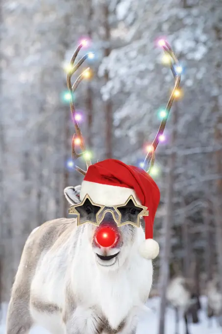 Reindeer with Christmas hat star glasses and red nose, Rudolf on spotty snowy background     Date: 