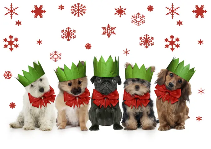 Dogs in Christmas party hats and bows, West highland white terrier puppy / Pomeranian X Chihuahua puppy / Black pug puppy / Miniature Yorkshire terrier puppy / Long-Haired Dachshund     Date: 