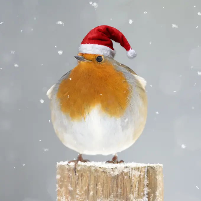 Robin wearing Christmas hat. Digital manipulation     Date: 