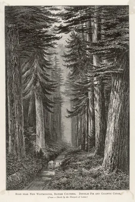 Douglas Firs and GiganticCedar on the road near NewWestminster, British Columbia Date: 1870