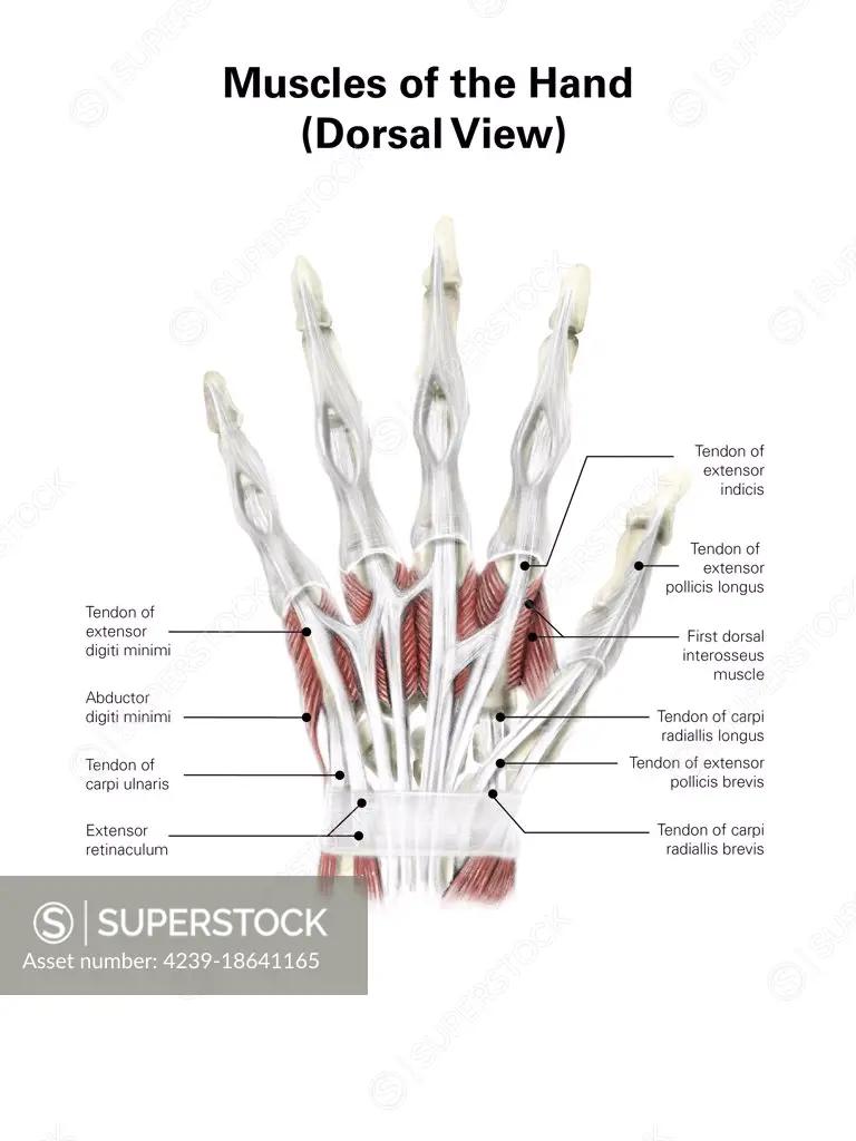 Digital illustration of muscles of the hand, dorsal view (no labels).