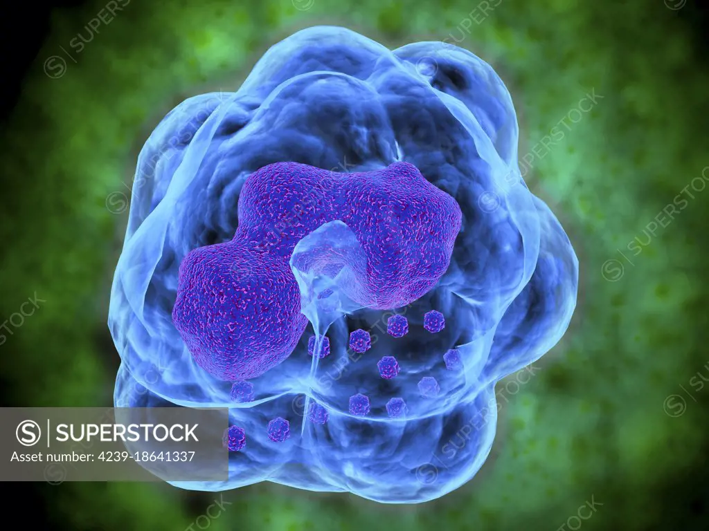 Conceptual image of Basophils. Basophils are part of your immune system that normally protects your body from infection, but can also be partly responsible for your asthma symptoms. Basophils are a type of white blood cell that are involved in inflammatory reactions in your body, especially those related to allergies and asthma.