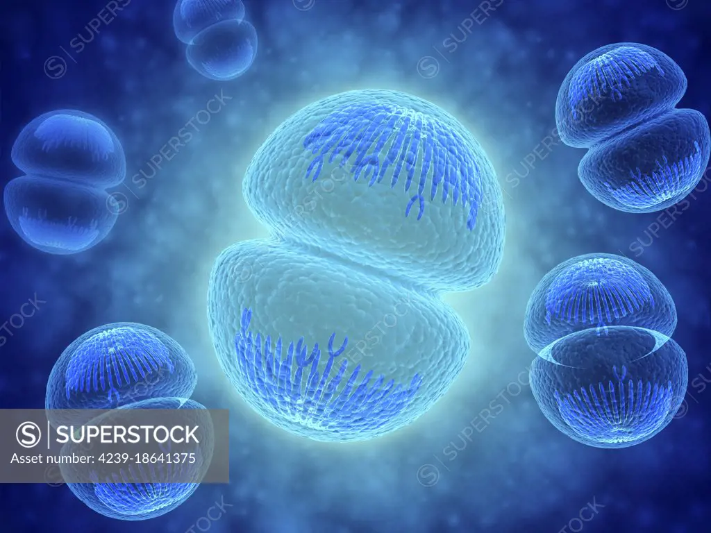 Conceptual image of mitosis. Mitosis is the process in the cell cycle by which a cell duplicates into two genetically identical sets of chromosomes.