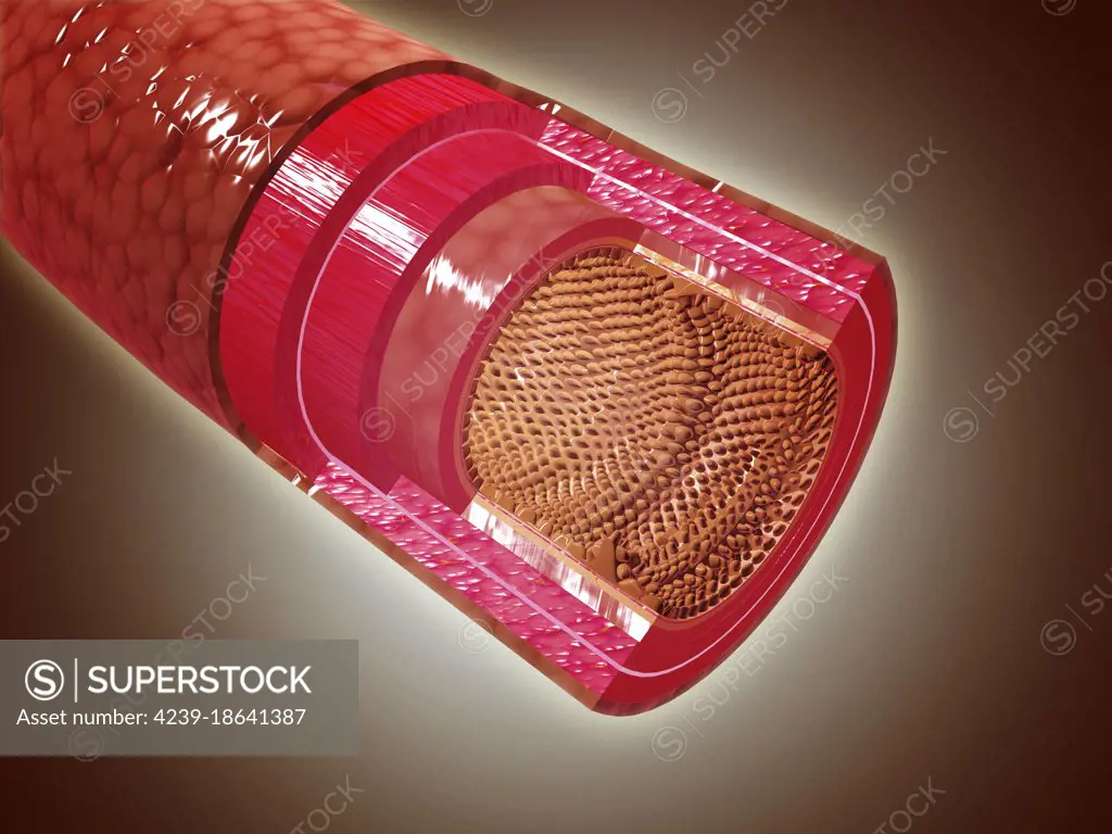 Microscopic cross section view of the small intestine. Thesmall intestineis a long, highly convoluted tube in the digestive system that absorbs about 90% of the nutrients from the food we eat. 