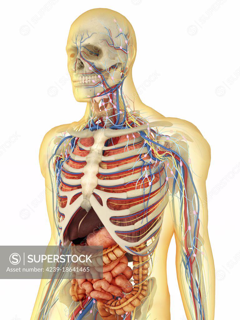 Transparent human body with internal organs, nervous system, lymphatic ...