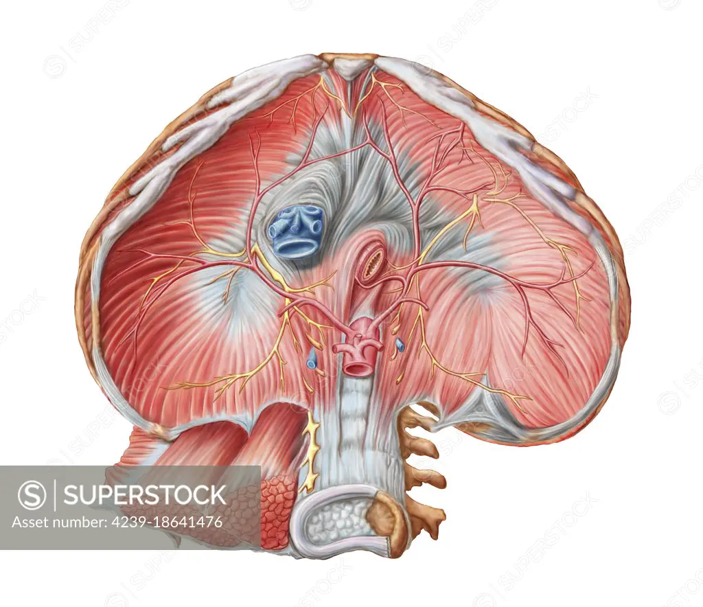 Abdominal surface of diaphragm through abdomen (organs removed).