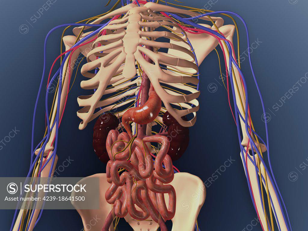 Human skeleton showing kidney, stomach, intestines and nervous