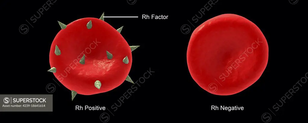 Conceptual illustration of Rh factor on a red blood cell.