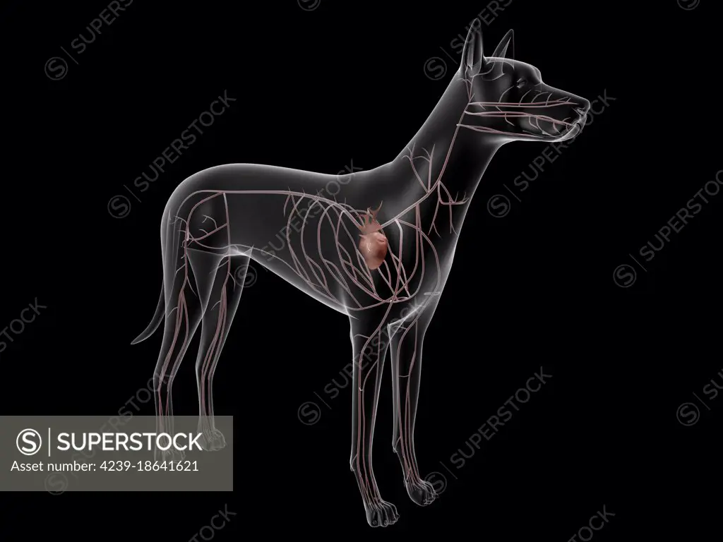 Circulatory system of a dog, x-ray view.