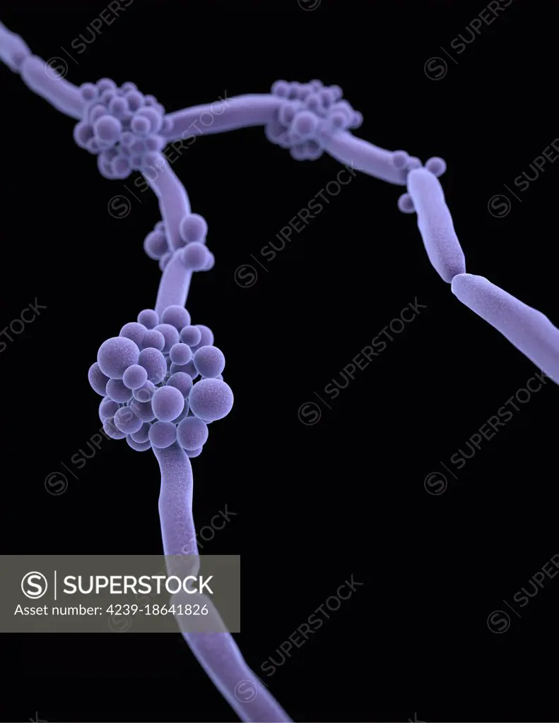 3D illustration of a fluconazole-resistant species from the genus of fungal organisms, Candida. In this view, you will note that there were clusters, as well as single blastoconidia, which are the asexually produced reproductive cells that are produced through the process of budding, that were attached to the septate hyphal filaments. This artistic recreation is based upon scanning electron microscopic (SEM) imagery.