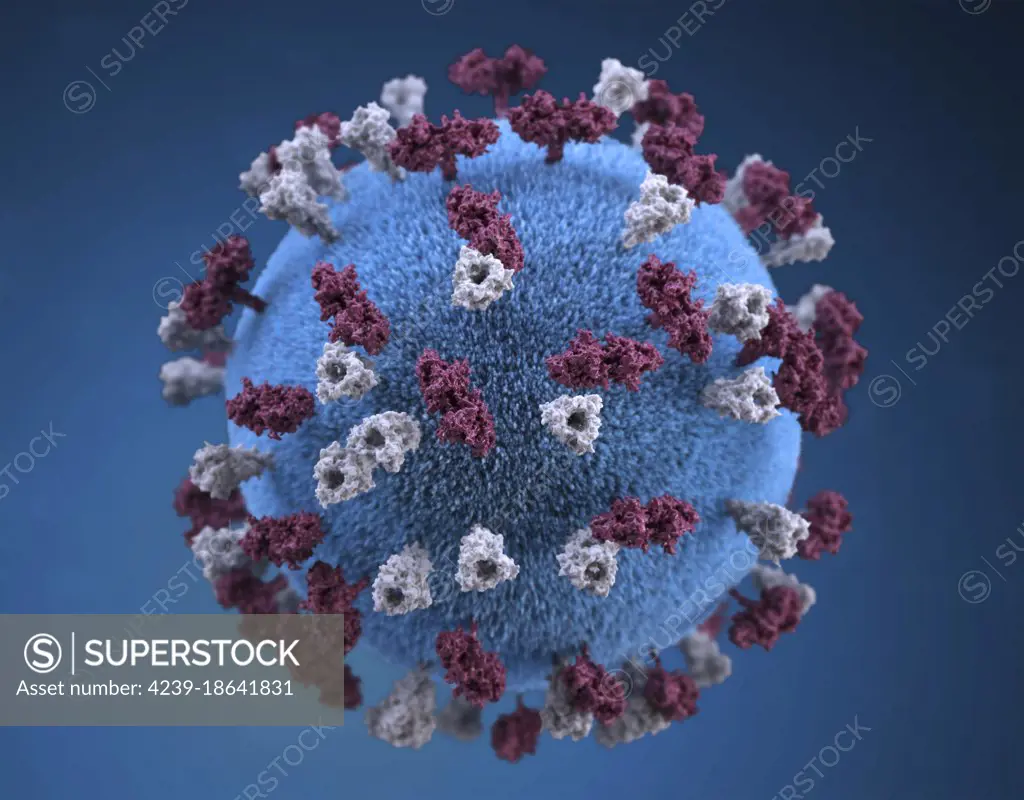 3D illustration of spherical-shaped, measles virus particle, that is studded with glycoprotein tubercles. These tubercular studs colorized maroon, are known as H-proteins (hemagglutinin), while those colorized gray, represented what are referred to as F-proteins (fusion). The F-protein is responsible for fusion of the virus and host cell membranes, viral penetration, and hemolysis. The H-protein is responsible for the binding of virions to cells. Both types of proteinaceous studs are embedded in the particle envelope's lipid bilayer. 