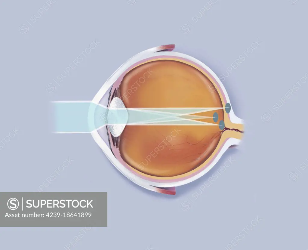 Anatomy of human eye showing focal points.