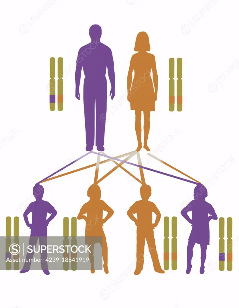 Infographic showing inheritance pattern for autosomal dominant genes.