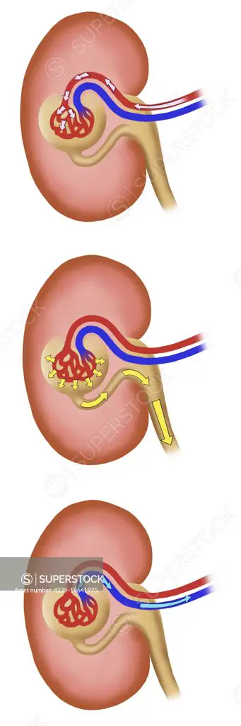 Steps of blood entering kidney to be filtered by the glomerulus and production of urine.