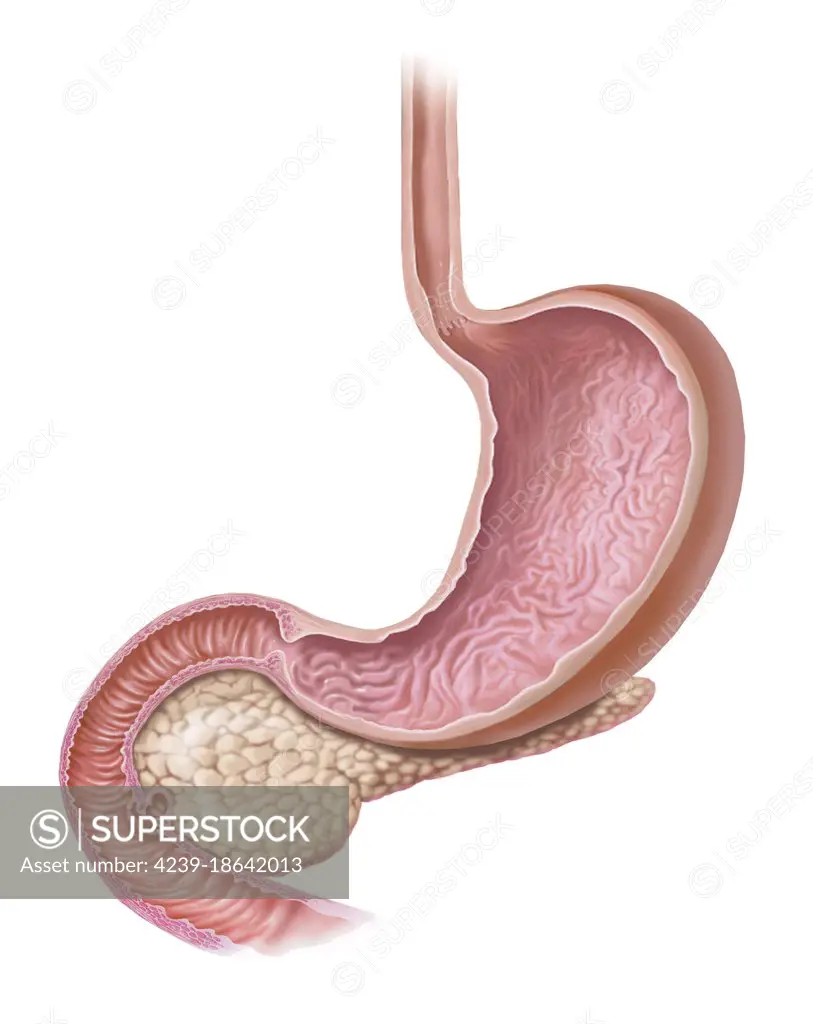 Stomach and pancreas looped into duodenum, showing ampulla of Vater.