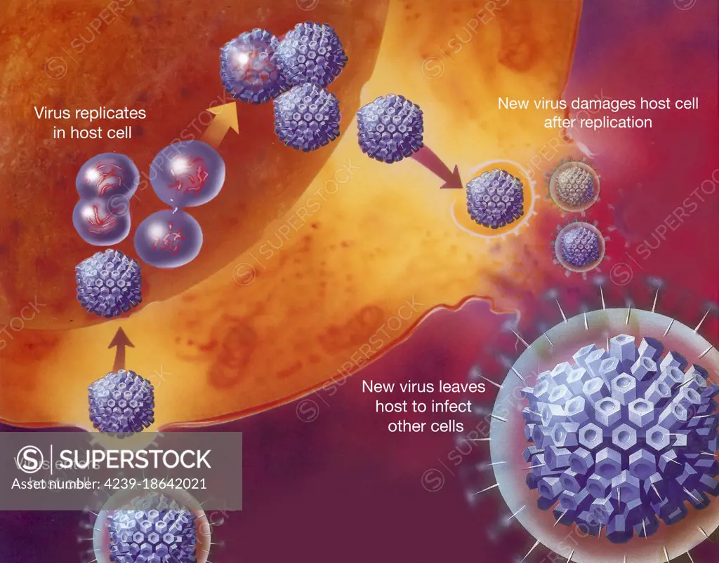 Replication of virus within host cell, with annotations.