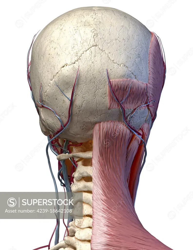 Human anatomy of head with skull, blood vessels and muscles. 3D illustration on white background, rear view.