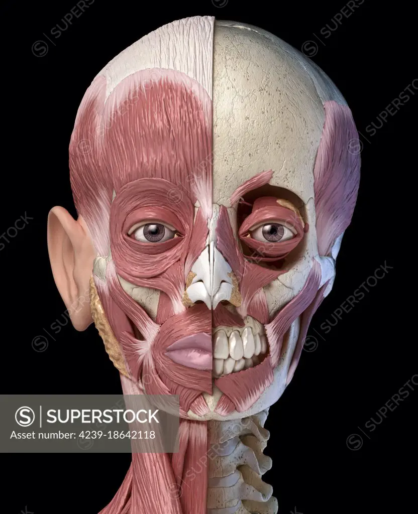 Split view anatomy of the human facial muscles with partial view of skull. Anterior view on black background.