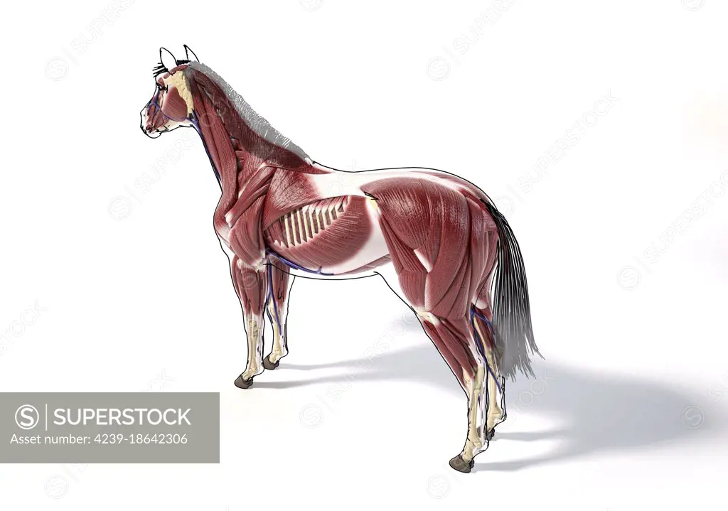 Muscular anatomy of a horse with with black outline, side perspective on white background.