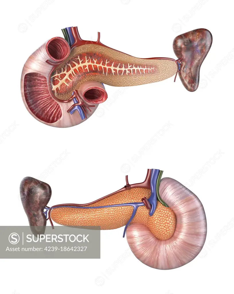 Anatomy of human pancreas and duodenum, cross section, front and back views. 