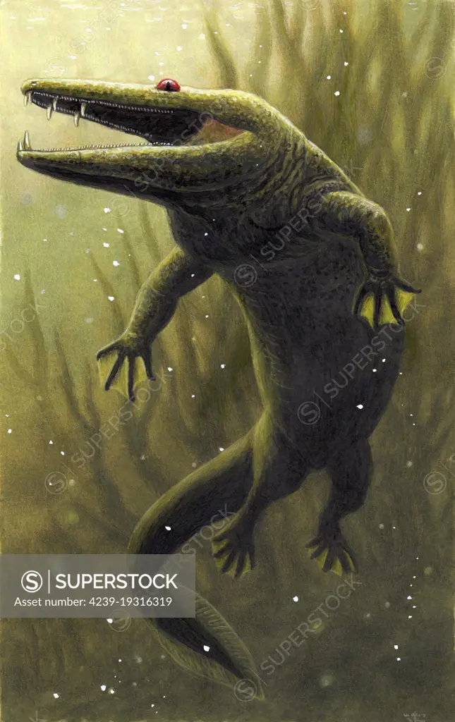 Mastodonsaurus, an extinct genus of temnospondyli amphibian from the Middle Triassic.