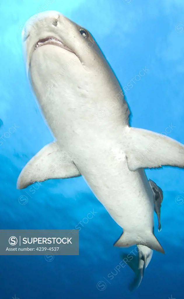 Whitetip reef shark (Triaenodon obesus), underside view, Fathers reef,  Kimbe Bay, Papua New Guinea. - SuperStock