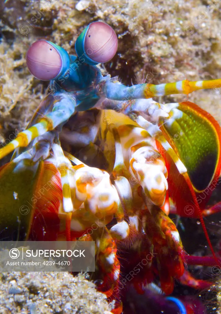 Close-up head view of a Mantis Shrimp (Odontodactylus scyallarus), Volcano crater, Witu Islands, Papua New Guinea.