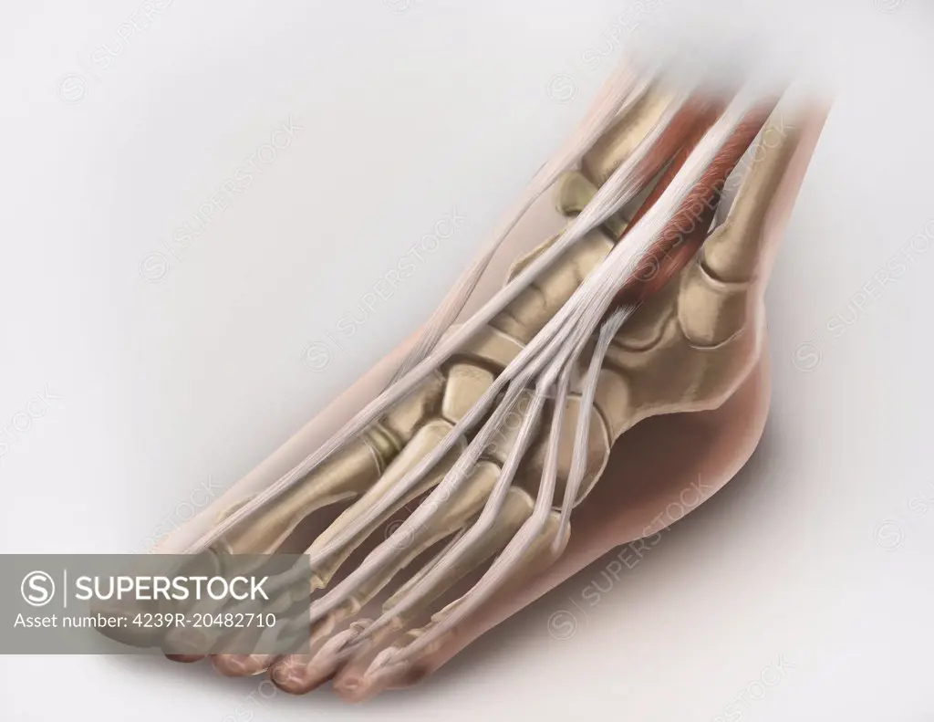 Anterior compartment anatomy of left leg muscles and tendons.