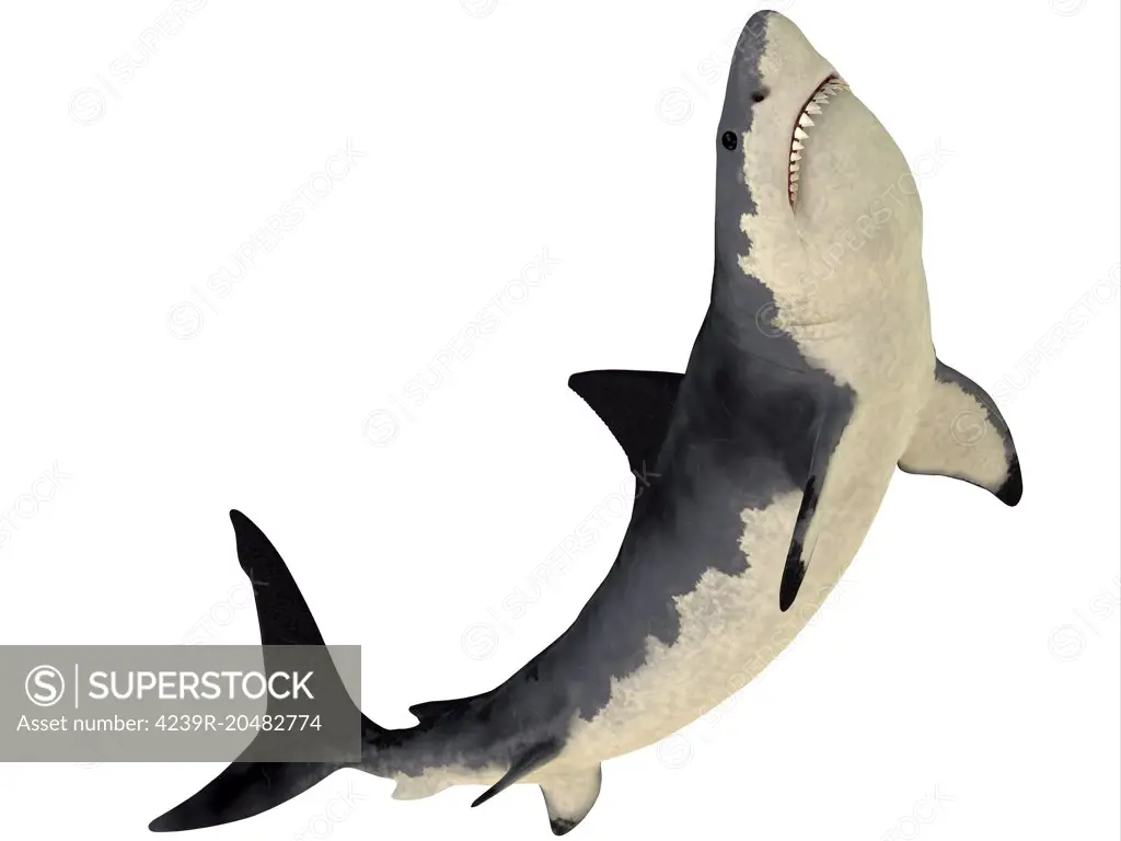 A Megalodon shark from the Cenozoic Era. Megalodon is an extinct species of shark that grew to 18 meters or 59ft and lived in the Cenozoic Era.