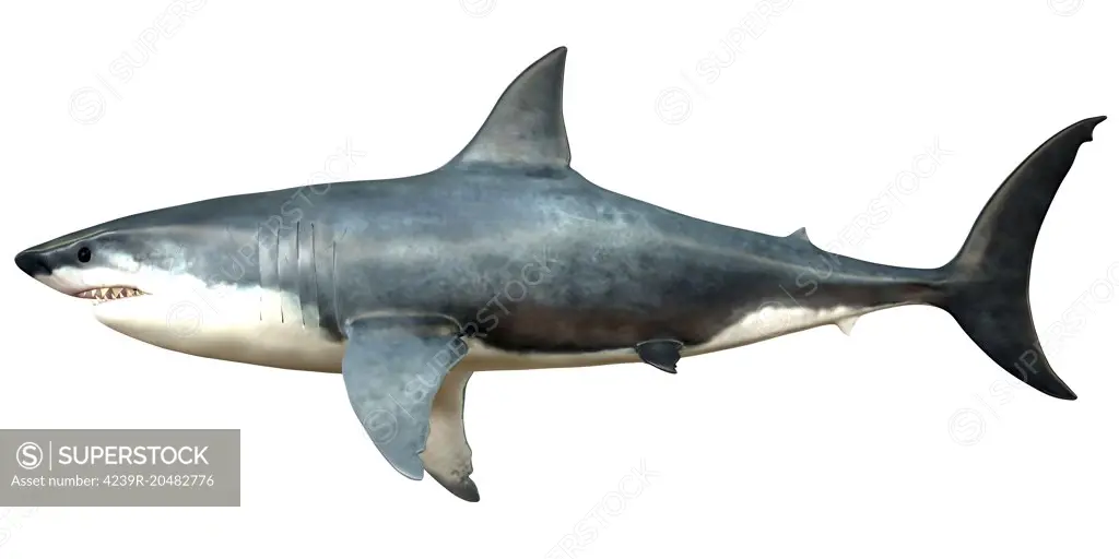 A Megalodon shark from the Cenozoic Era. Megalodon is an extinct species of shark that grew to 18 meters or 59ft and lived in the Cenozoic Era.