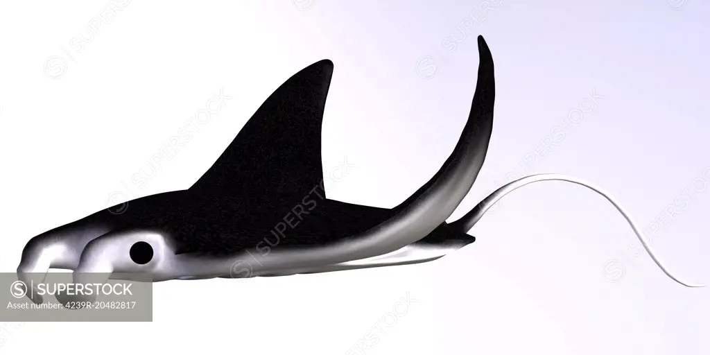 The manta ray can reach a width of 7 meters or 23 feet and are filter feeders eating zooplankton.