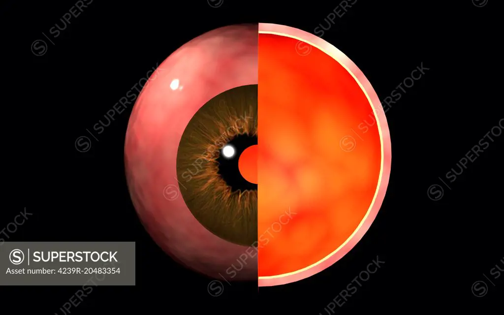 Conceptual image of human eye cross section.