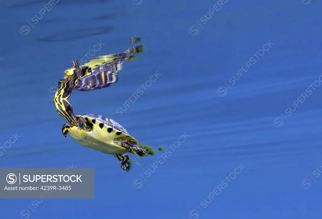 A Map Turtle (Graptemys geographica) surfaces for air in the clear blue waters of Morrison Springs, a state park in Northwest Florida. The calm glassy water reflects the bright colors of the turtle with it's head above the surface but it's body inches below the surface.