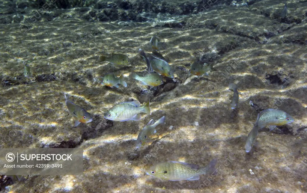 A school of Redbreast Sunfish (Lepomis auritus) swimming around crevices in the river bottom rock formation looking for a meal in the clear waters of Rainbow River, Florida.