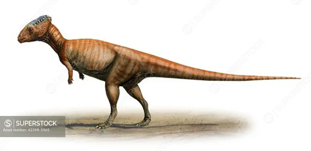 Homalocephale calathocercos, a prehistoric era dinosaur.