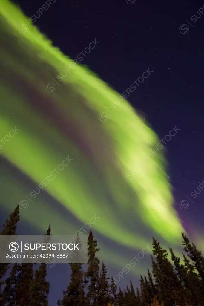 Aurora Borealis with trees, Whitehorse, Yukon, Canada.