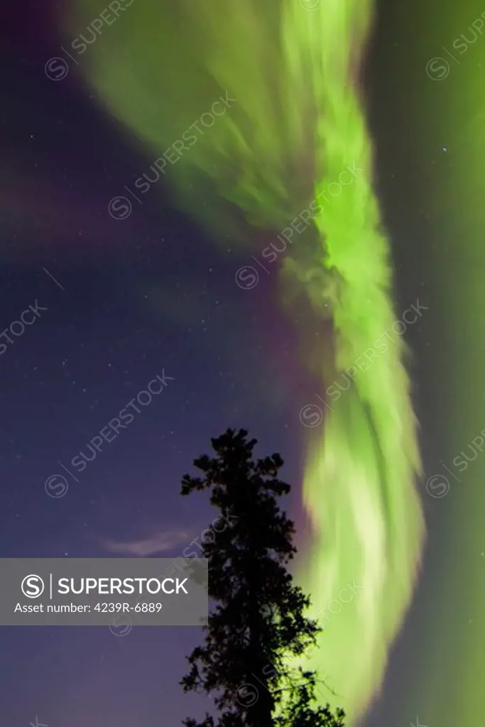 Aurora Borealis with tree and shooting star, Whitehorse, Yukon, Canada.