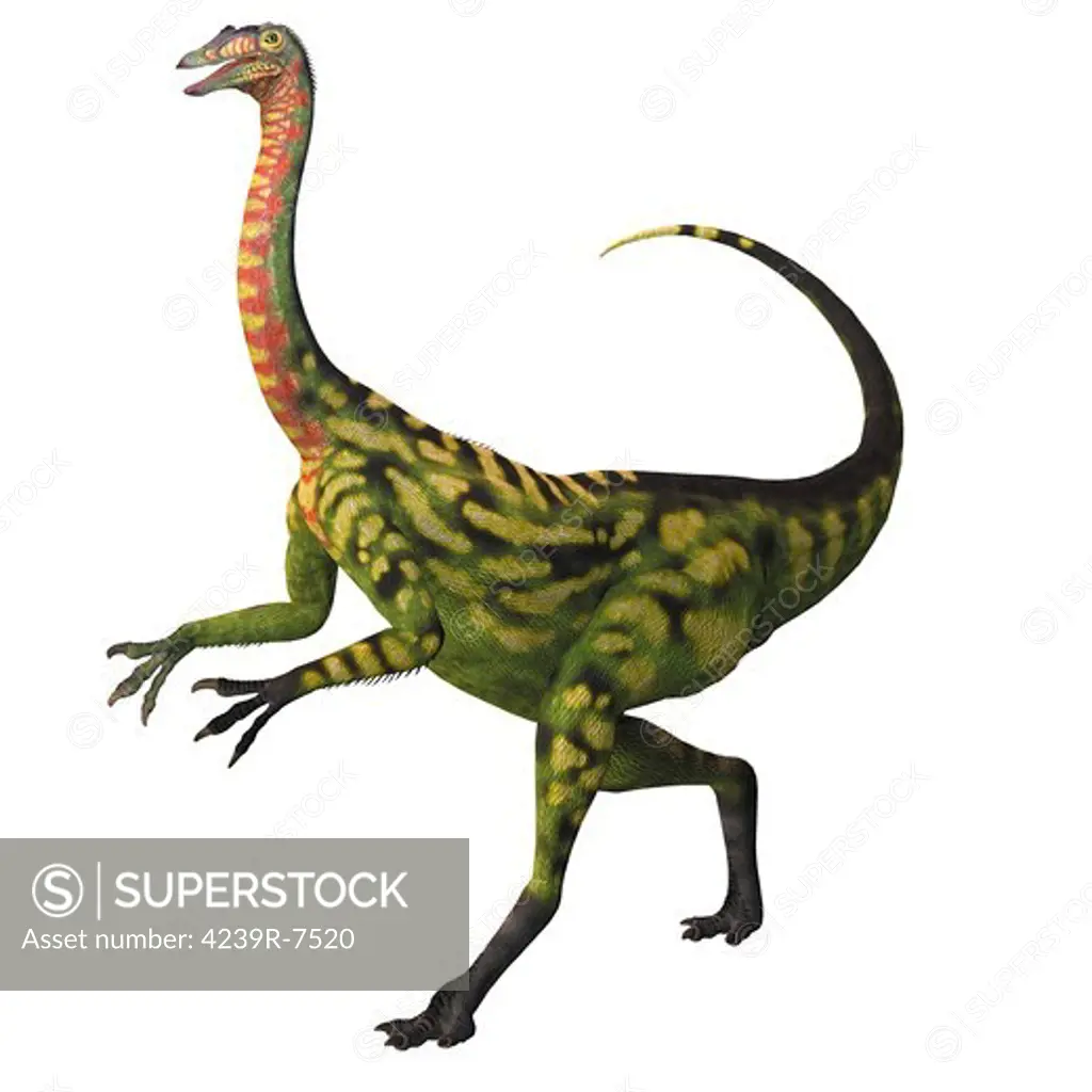 Deinocheirus, a large carnivorous theropod dinosaur of the Cretaceous period.