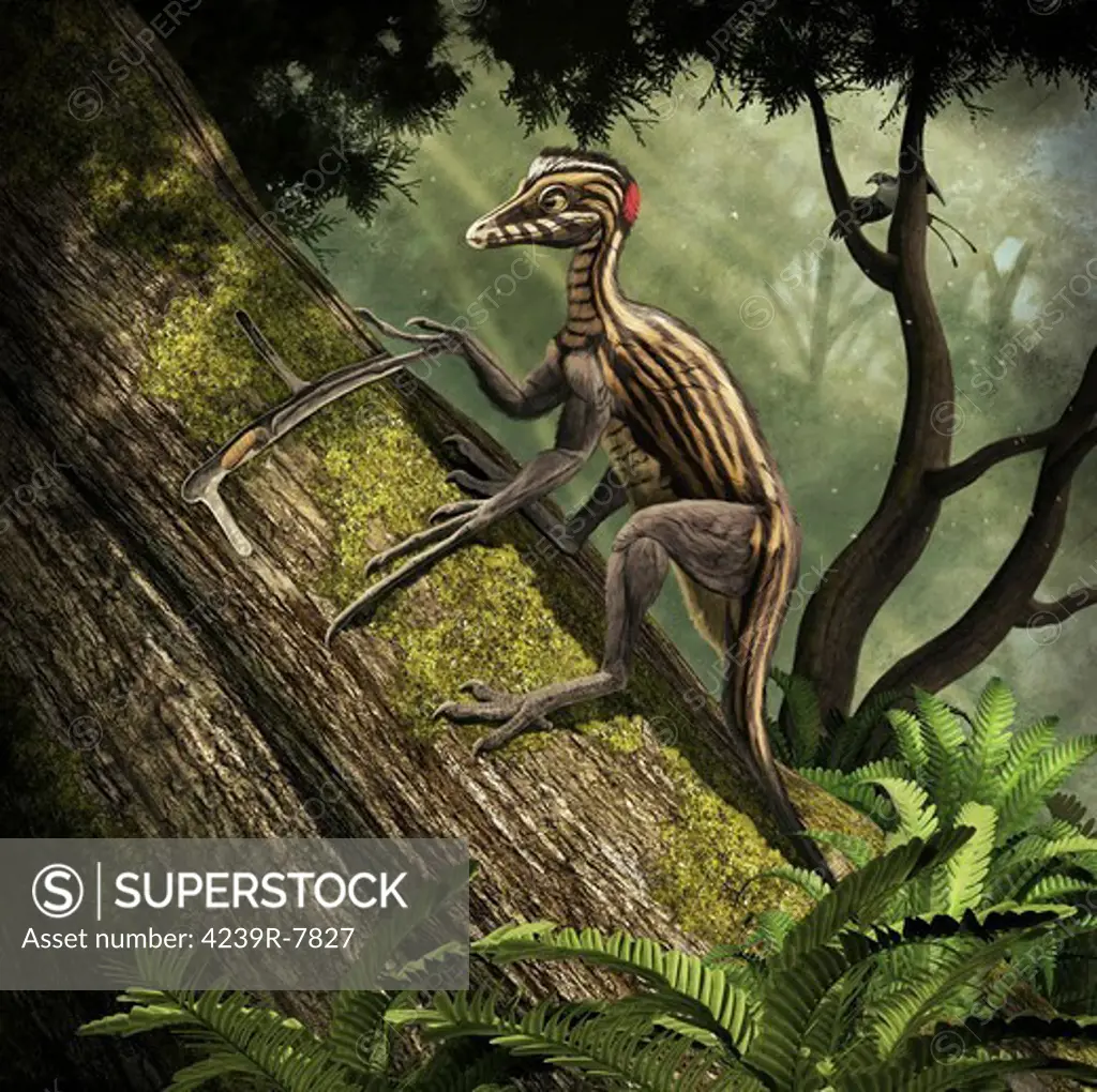 Epidendrosaurus ninchengensis, a tree-dwelling theropod, specializing in capturing wood worms with its extremely elongated finger. Late Jurassic of China.