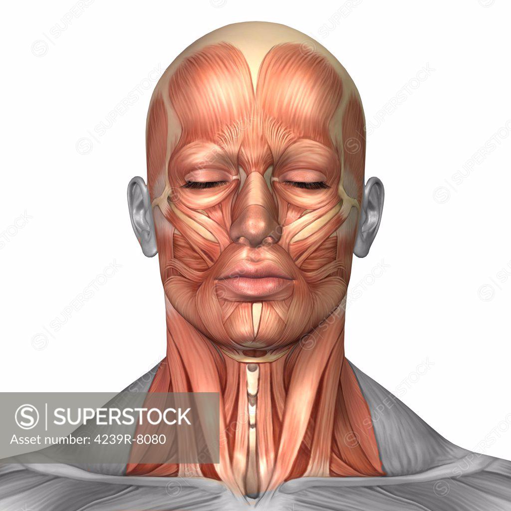 Anatomy of human face and neck muscles, front view. - SuperStock