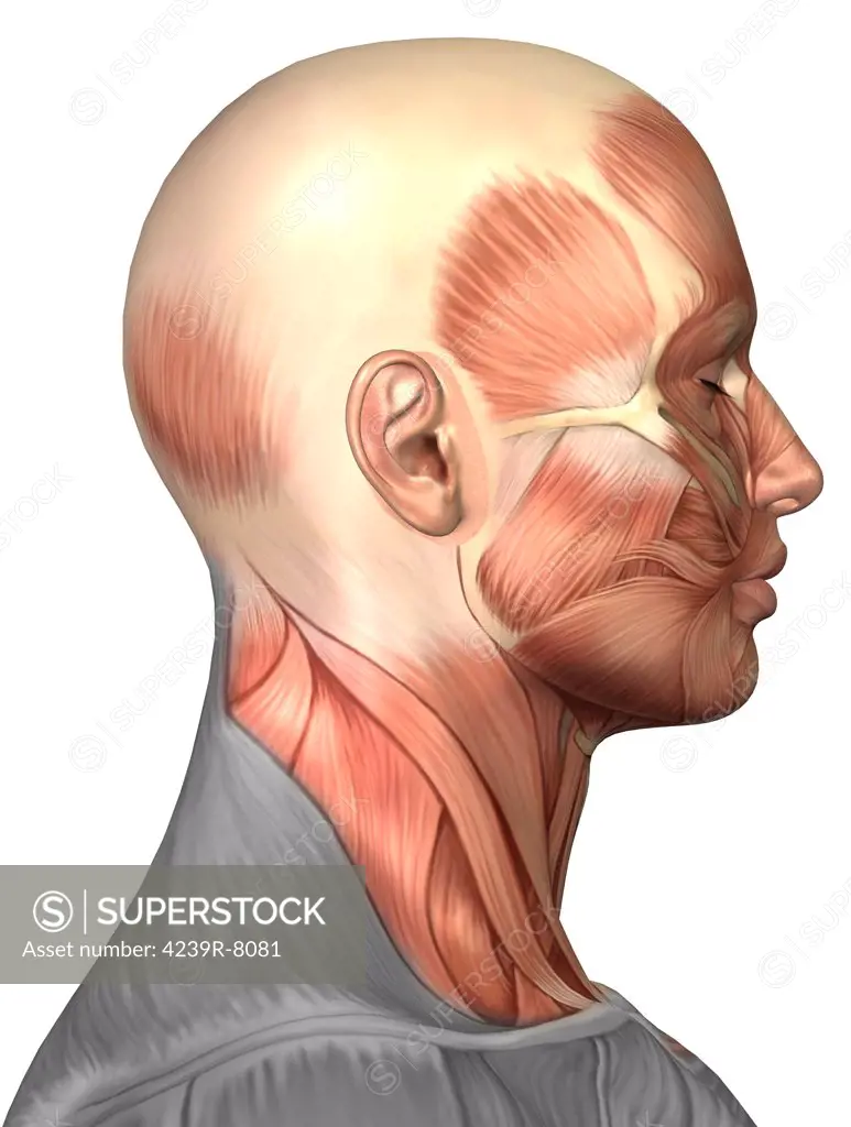 Anatomy of human face muscles, side view.