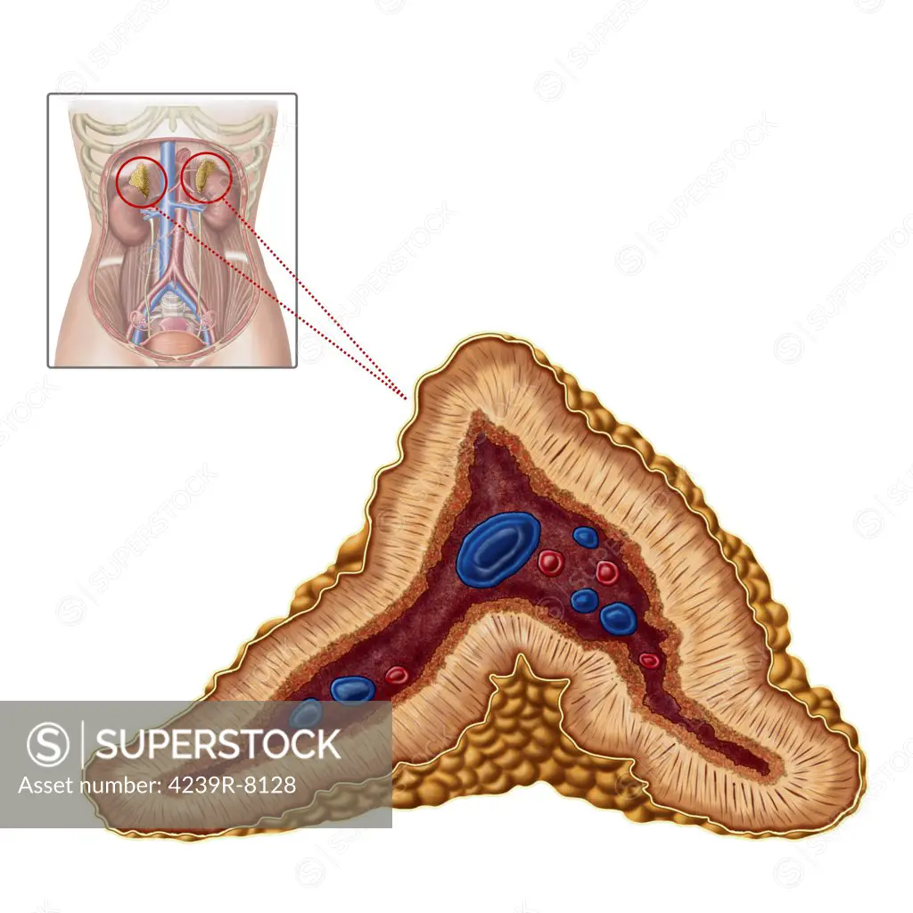 Anatomy of adrenal gland, transverse section.