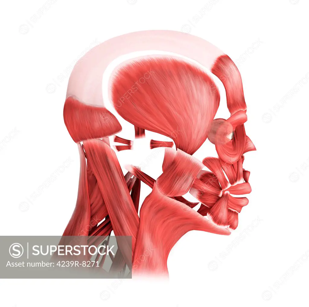 Medical illustration of male facial muscles, side view.