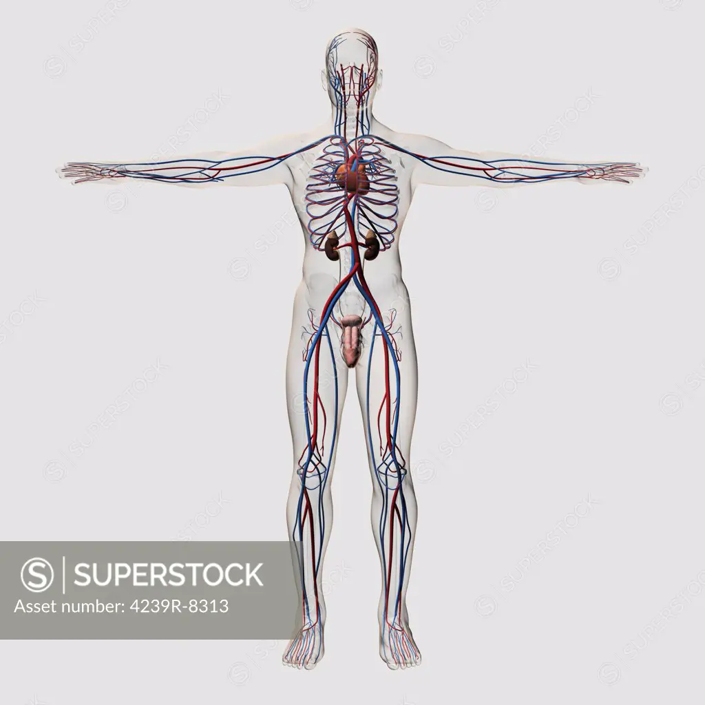 Three dimensional medical illustration of male reproductive system with veins and arteries.