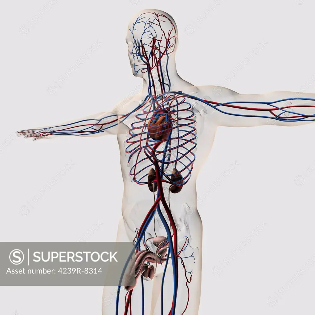 Three dimensional medical illustration of male reproductive system with veins and arteries.