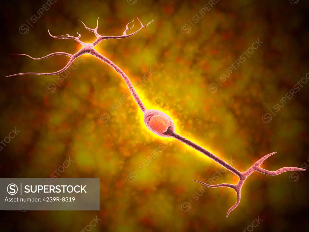 Microscopic view of a bipolar neuron. A bipolar cell is a type of neuron which has two extensions. Bipolar cells are specialized sensory neurons for the transmission of special senses.