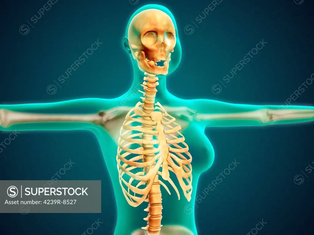 Human skeleton, rib cage, high angle view Stock Photo - Alamy