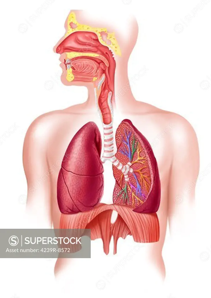 Cutaway diagram of human respiratory system, including nasal and mouth cross section.